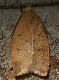 Machimia tentoriferella