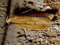 Machimia tentoriferella