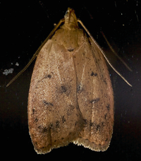 Machimia tentoriferella