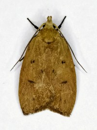 Machimia tentoriferella