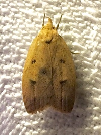 Machimia tentoriferella