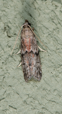 Vitula edmandsii