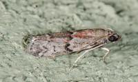 Vitula edmandsii