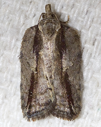 Acleris youngana