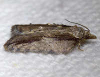 Acleris youngana