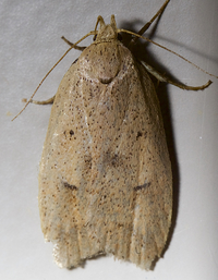 Machimia tentoriferella