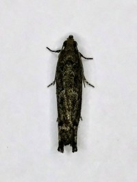 Pseudexentera mali