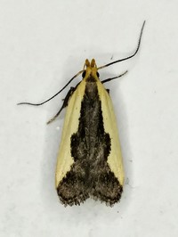 Dichomeris inserrata