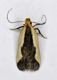 Dichomeris inserrata