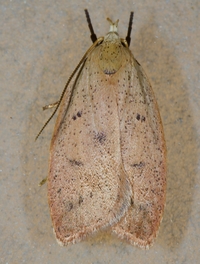 Machimia tentoriferella