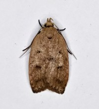 Machimia tentoriferella