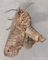 Paectes abrostoloides