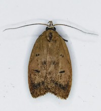 Machimia tentoriferella