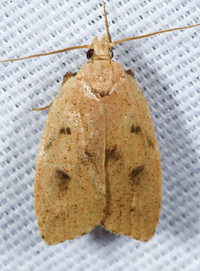 Machimia tentoriferella