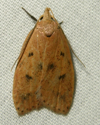 Machimia tentoriferella