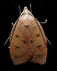 Machimia tentoriferella