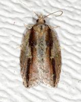 Acleris youngana