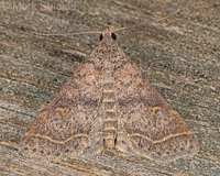 Bleptina caradrinalis