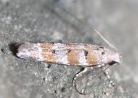 Exoteleia chillcotti