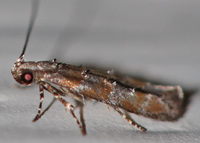 Exoteleia new species 1