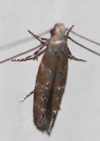 Exoteleia new species 1