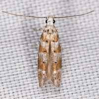 Exoteleia chillcotti