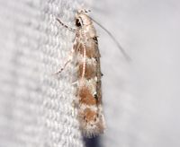 Exoteleia chillcotti