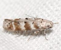 Exoteleia chillcotti