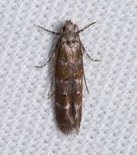 Exoteleia new species 1