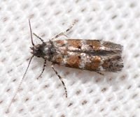 Exoteleia pinifoliella complex