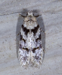 Pseudotelphusa quercinigracella