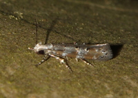 Exoteleia pinifoliella complex