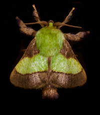 Parasa chloris