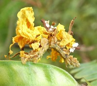 Synchlora unidentified species