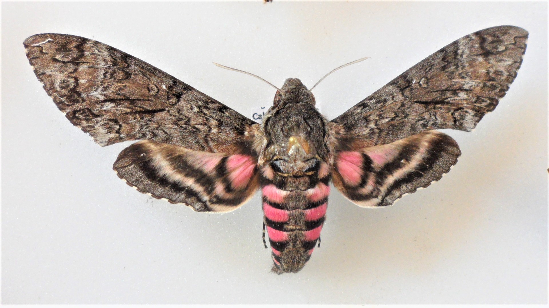 https://auth1.dpr.ncparks.gov/moths/photos_records/2020/11/Agrius_cingulata1604862293_0.jpg