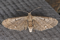 Eupithecia miserulata