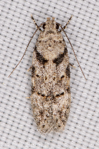 Pseudotelphusa quercinigracella