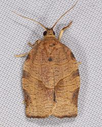 Choristoneura rosaceana