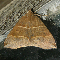 Parallelia bistriaris