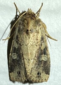 Apameine new genus 2 sp. 3