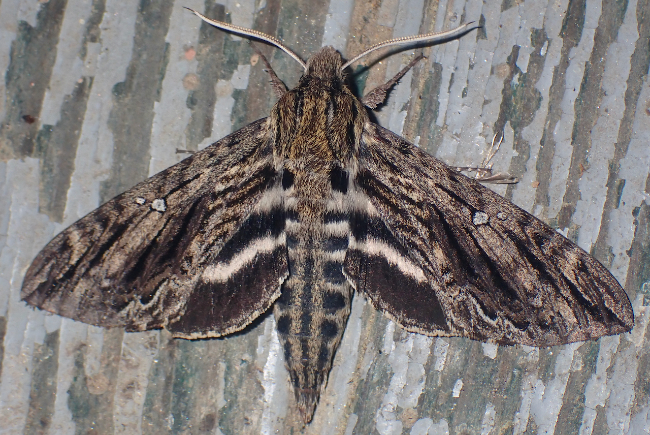 Hermit moth