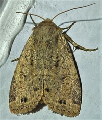 Apameine new genus 2 sp. 3