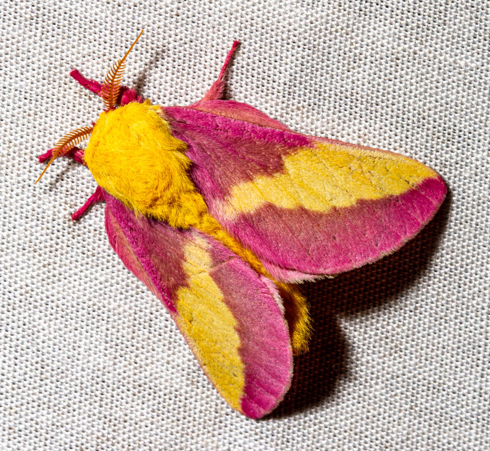 rosy maple moth flying