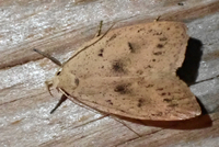 Machimia tentoriferella