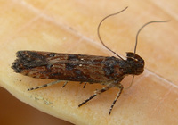 Prostomeus brunneus