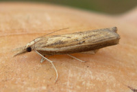 Fissicrambus hemiochrellus