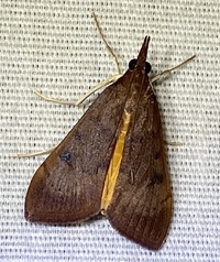 Uresiphita reversalis