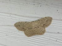 Scopula aemulata