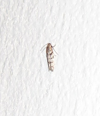 Pseudotelphusa unidentified species