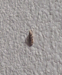 Pseudotelphusa unidentified species